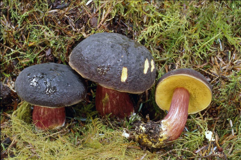 Xerocomellus zelleri group